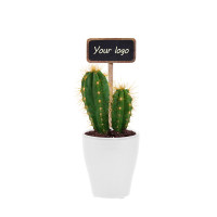 Cacti mix