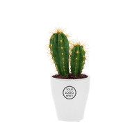 Cacti mix