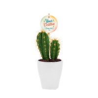 Cacti mix