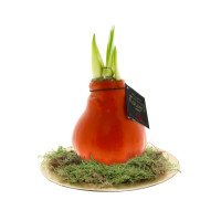 Oranje
